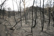 Bushfires