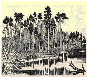 Kahikatea forest