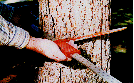 Measuring the trunk - calipers