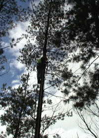 Tree Climbing with Ladder