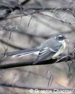 Grey Fantail