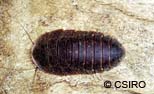 Native Cockroach