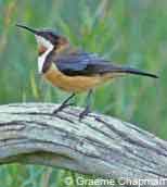 Eastern Spinebill