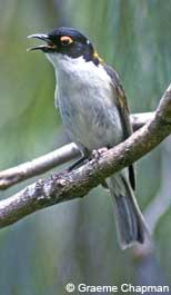 White-naped Honeyeater