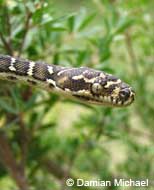 Carpet Python