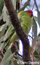 Little Lorikeet