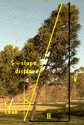 Diagram of leaning tree