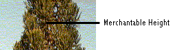 Merch-height