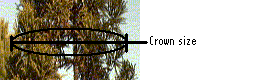 Crown-size
