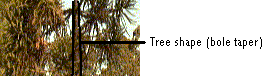Tree-shape