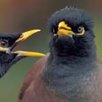 Photo of the Common Myna