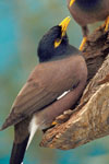 Photo of Common Mynas roosting