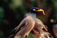 Photo of the Common Indian Myna feeding young